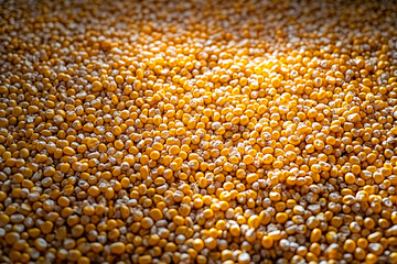 Corn grain after harvest on the floor.