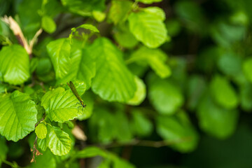Femelle de Calopteryx virgo en posture d'affût sur une feuille d'aulne, vallée de la Weiss, Kaysersberg vignoble, CeA, Alsace, Grand Est