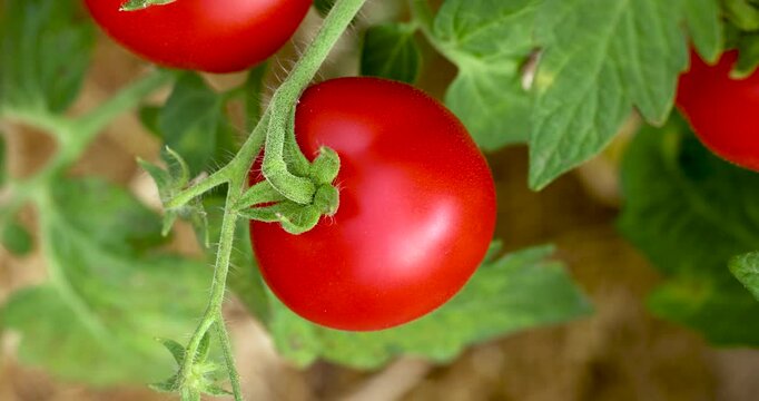 Hand picking red tomato from the branch. View from above. Slow motion. Close-up.
