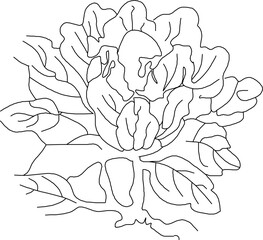 Fototapeta premium Sketch vector illustration silhouette design ornate icon logo symbol antique ethnic vintage ornament modern traditional chinese