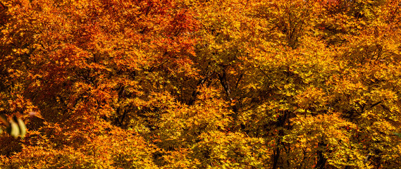 Autumnal fall background. Autumn leaves of maple trees. Autumn fall leaves in sunlight. Natural autumn background. Autumnal background. Foliage, falling leaves background. Autumn leaf.