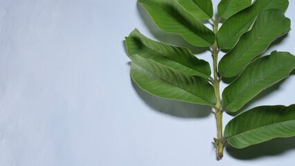 leaves on a white background