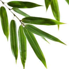 Obraz premium Green bamboo leaves close up
