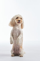 This image captures a Beagle sitting with a pensive look, its eyes gazing upward as if deep in thought. 