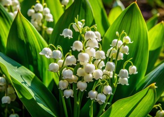 Delicate white bell-shaped flowers of lily of the valley bloom amidst lush green foliage, exuding sweetness and innocence in a serene natural setting.