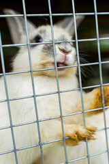 Obraz premium A rabbit peeks through the vertical bars of a cage, displaying its curiosity and playful demeanor in the Altai Mountains