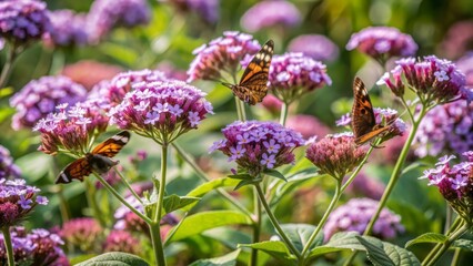 Obraz premium Vibrant purple heliotrope flowers bloom in a lush garden, attracting delicate butterflies that flutter and dance around them on a warm, sunny afternoon.