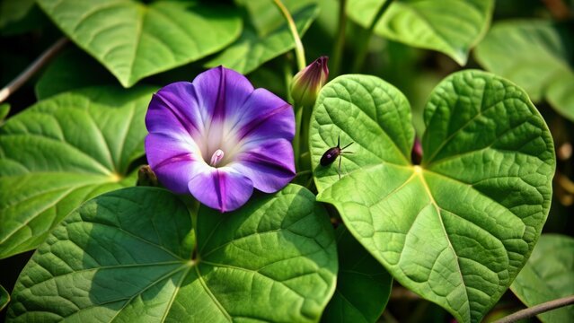 Vibrant purple morning glory flowers bloom amidst delicate, heart-shaped leaves, with a tiny spider perched on one leaf, creating a serene, natural scene with ample copyspace.