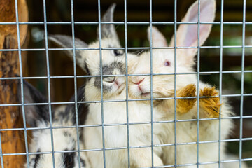 Two rabbits cuddle closely within a rustic enclosure in the Altai Mountains, showcasing their playful nature against the wire fencing