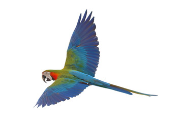 Colorful flying Harlequin Macaw parrot isolated on transparent background png file	