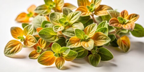 Obraz premium Vibrant green leaves of fresh sweet marjoram or oregano herb are beautifully arranged on a clean white background, showcasing its delicate texture and vibrant color.
