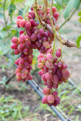Bunches of pink grapes in a vineyard