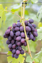 Close-up of a bunch of blue grapes