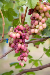 Close-up of grape bunches on a vine