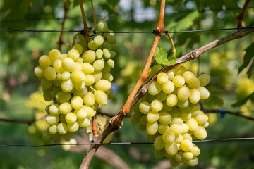 Two bunches of white ripe grapes on the vine