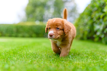 Nova scotia duck toller retriever puppy dog walking on grass, smooth background