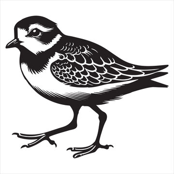 Piping Plover Silhouette  - Plover Birt Clipart,  Piping Plover walking Illustration in black and white