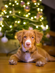 Portrait of Nova scotia duck toller retriever puppy dog, christmas tree on background