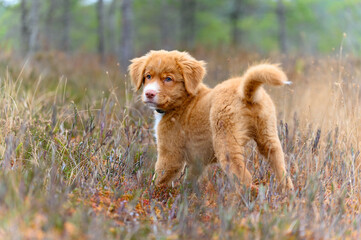 Fototapeta premium Nova scotia duck toller retriever puppy dog in bog