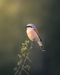 The red-backed shrike (Lanius collurio) bird