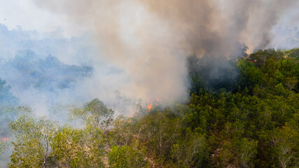 Forest fires are burning the forests in summer.