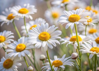 Fototapeta premium Vibrant white Shasta daisies with yellow centers bloom against a soft, blurred floral background, capturing the essence of a serene summer garden scene.