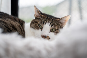 窓辺でくつろぐ猫　キジトラ白