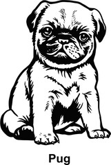 Puppy Pug - Dog Breed, Puppy Breed Vector File, detailed vector