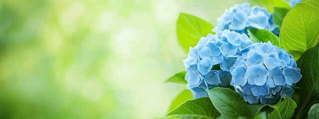  A tight shot of a blue bloom on a verdant leafy branch, surrounded by a softly blurred background
