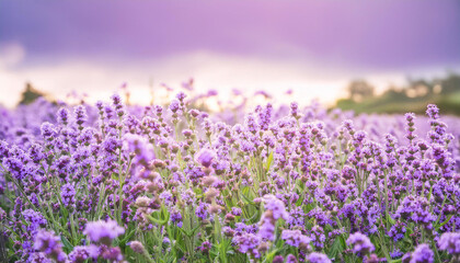 Obraz premium Purple Flower Blooming in Field and Copy Space