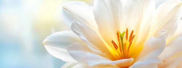  A close-up of a white flower with yellow stamens