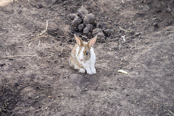 A rabbit sits quietly on the dirt, surrounded by natural terrain in the Altai Mountains, enjoying...