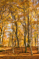 Forest floor covered with fallen autumn leaves illuminated by the sun shining through the trees. Foliage.