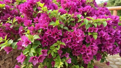Obraz premium Vibrant purple bougainvillea flowers cascade down a thorny vine, against a pure white background, creating a stunning tropical floral display of delicate yet bold beauty.