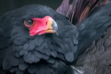 close-up of a black bateleur eagle
