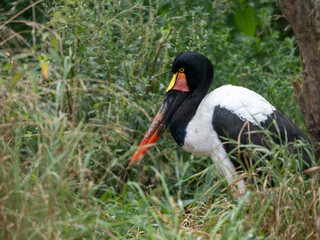 Sattelstorch