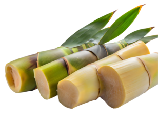 fresh bamboo shoots on a isolated on white backgroun. Generative AI.