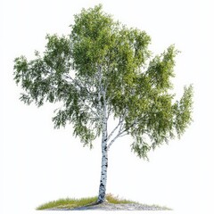 Obraz premium A tree with green leaves is standing on a white background