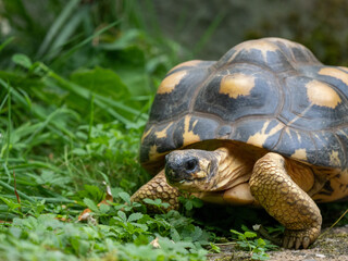 Strahlenschildkröte