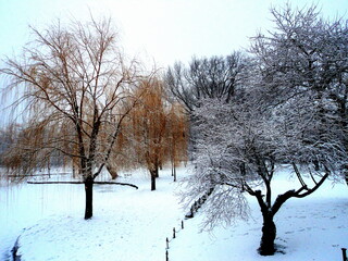 Golden Trees, Silver Trees of Boston Common.