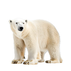 Fototapeta premium [Transparent Background PNG]White Polar Bear Standing on White Background
