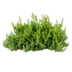 [Transparent Background PNG]Green Bush With White Background