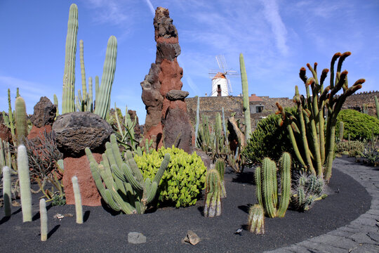 Jardin De Cactus" Images  Browse 1,116 Stock Photos, Vectors, and Video |  Adobe Stock