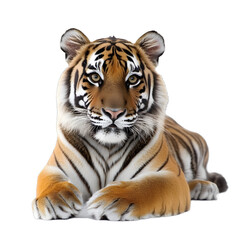 Fototapeta premium [Transparent Background PNG]Bengal Tiger Lying Down Looking at the Camera
