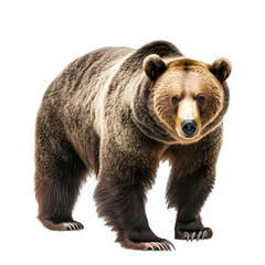 Obraz premium [Transparent Background PNG]Brown Bear Standing On White Background
