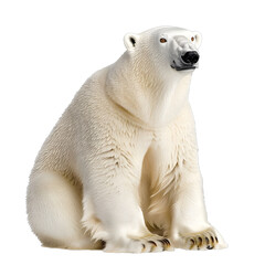 Fototapeta premium [Transparent Background PNG]Polar Bear Sitting on White Background