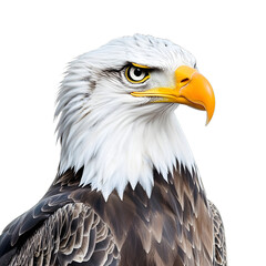 Obraz premium [Transparent Background PNG]Bald Eagle Portrait with White Background
