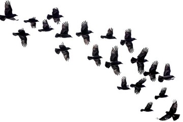 Obraz premium A group of birds soaring through the air