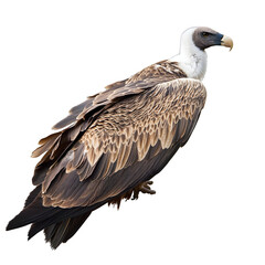 Fototapeta premium [Transparent Background PNG]Close Up Of A Griffon Vulture Isolated On White Background