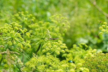 A butterfly sits gracefully on lush green plants, enjoying the warmth of a sunny day in the Altai Mountains